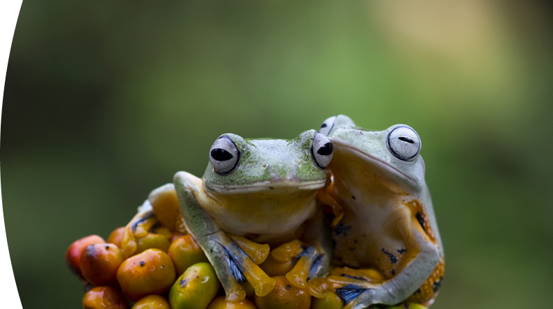 Primer plano de dos ranas arbóreas juntas sobre frutos pequeños de color naranja y verde, con un fondo natural desenfocado.