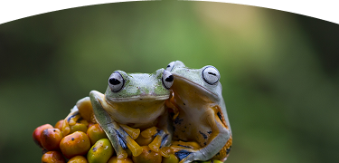Primer plano de dos ranas arbóreas juntas sobre frutos pequeños de color naranja y verde, con un fondo natural desenfocado.