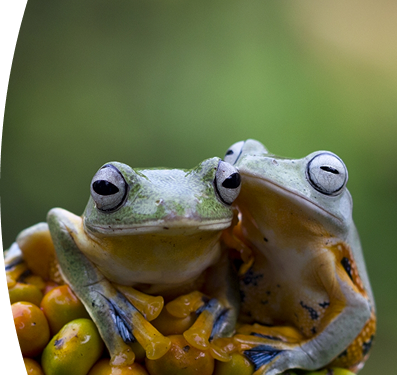 Primer plano de dos ranas arbóreas juntas sobre frutos pequeños de color naranja y verde, con un fondo natural desenfocado.