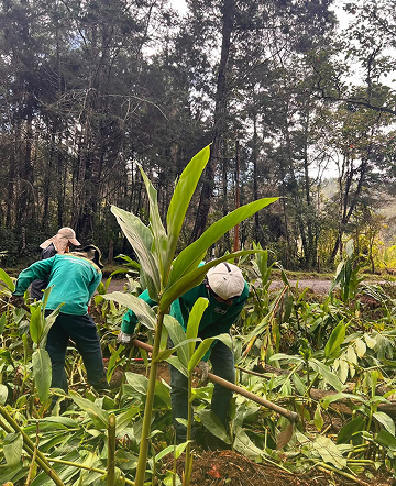 Trabajadores realizan actividades de manejo forestal y renovación del bosque en el Parque Arví.