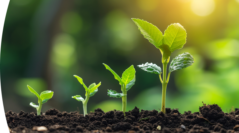 Brotes verdes en distintas etapas de crecimiento emergen de suelo oscuro, iluminados por luz solar cálida