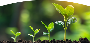 Brotes verdes en distintas etapas de crecimiento emergen de suelo oscuro, iluminados por luz solar cálida