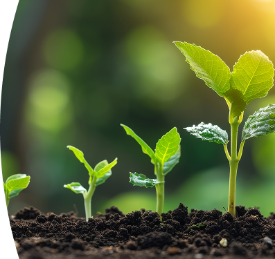 Brotes verdes en distintas etapas de crecimiento emergen de suelo oscuro, iluminados por luz solar cálida