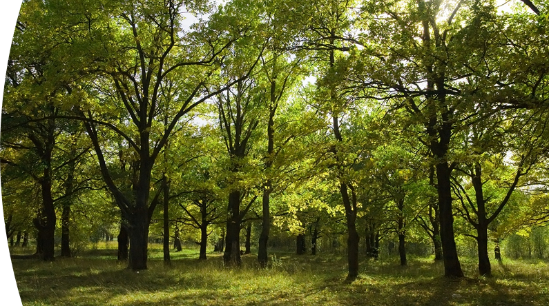 Bosque frondoso iluminado por la luz del sol