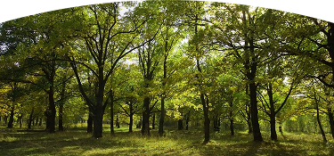 Bosque frondoso iluminado por la luz del sol