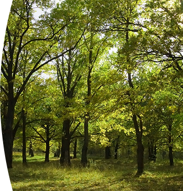 Bosque frondoso iluminado por la luz del sol