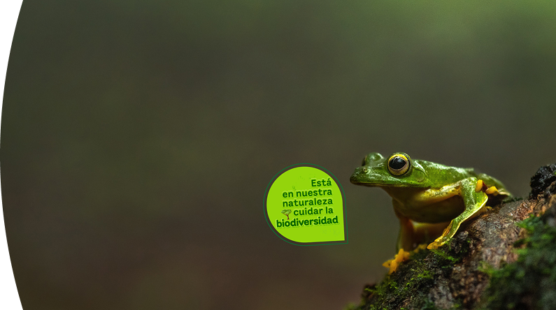 Rana con un globo de texto que dice "Está en nuestra naturaleza cuidar la biodiversidad"