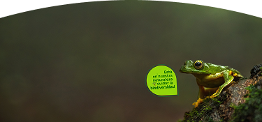 Rana con un globo de texto que dice "Está en nuestra naturaleza cuidar la biodiversidad"