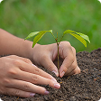 Mano sembrando una planta