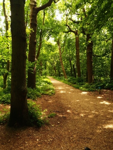  Forest protection