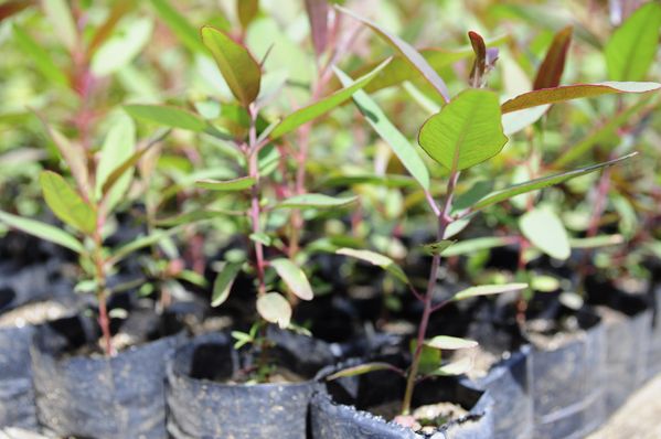 Múltiples plantas 