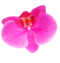 Imagen de una flor