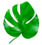 Imagen de planta