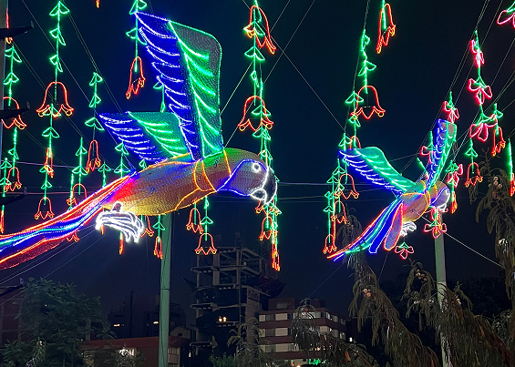 Alumbrado de aves: papagayos