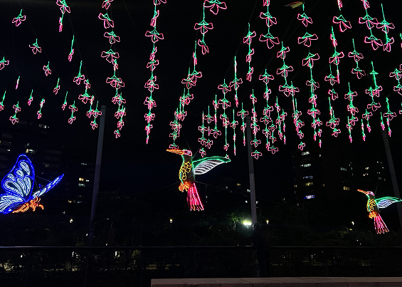 Alumbrado de aves: colibríes
