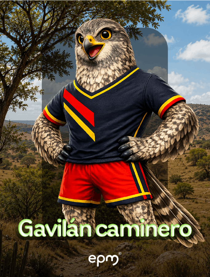 Imagen ilustrada del Gavilán caminero