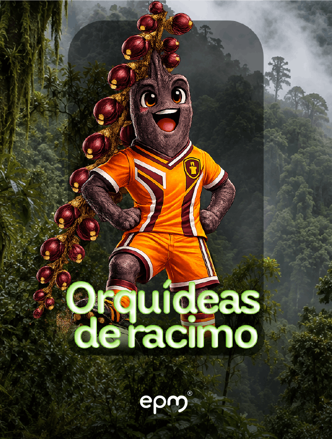 Imagen ilustrada de la Orquídeas de racimo