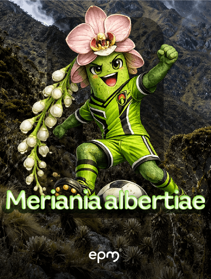 Imagen ilustrada de la Meriania albertiae