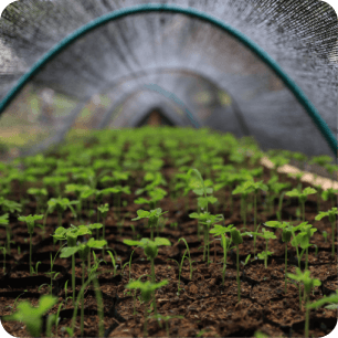 Fotografía de plantas creciendo