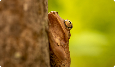 Fotografía macro de una rana que esta sobre el tronco de un árbol