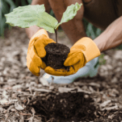 Persona usando guantes amarillos planta un árbol joven en suelo cubierto de hojas secas, representando reforestación, sostenibilidad y el compromiso ambiental de EPM