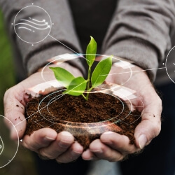 Manos sosteniendo un pequeño brote verde plantado en tierra fértil, representando sostenibilidad ambiental e innovación tecnológica con gráficos digitales sobre energía y naturaleza