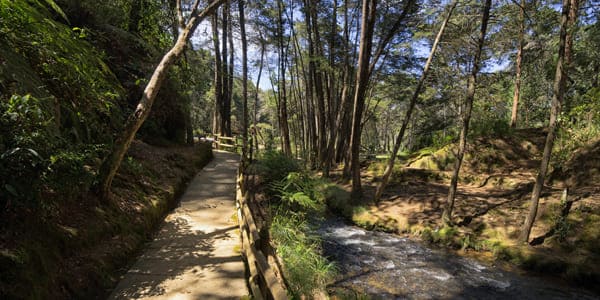 Fotografía de sendero en un bosque 