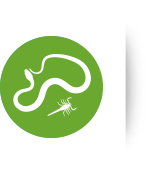 Serpientes y alacranes
