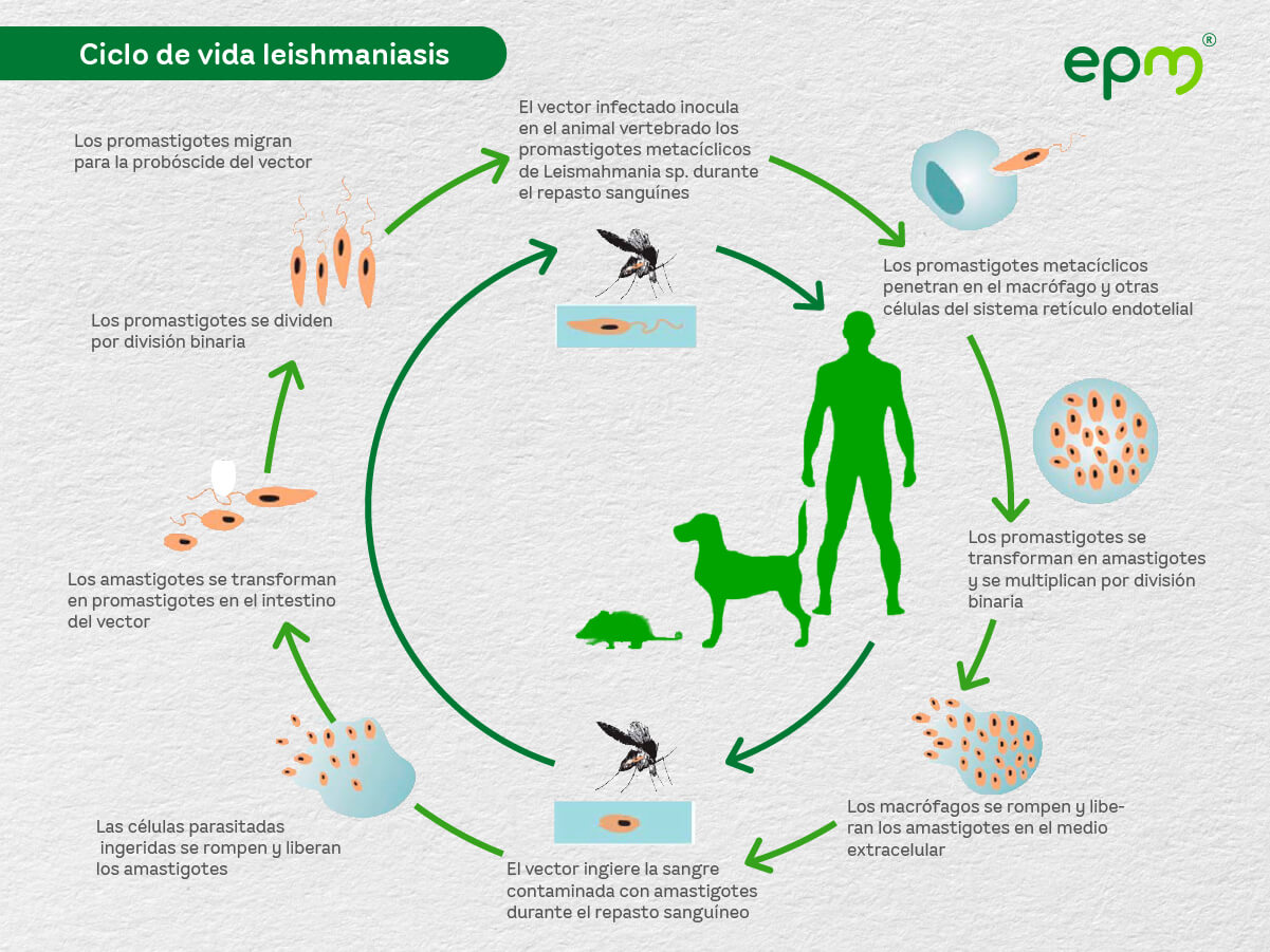 Ciclo de vida la leishmaniasis