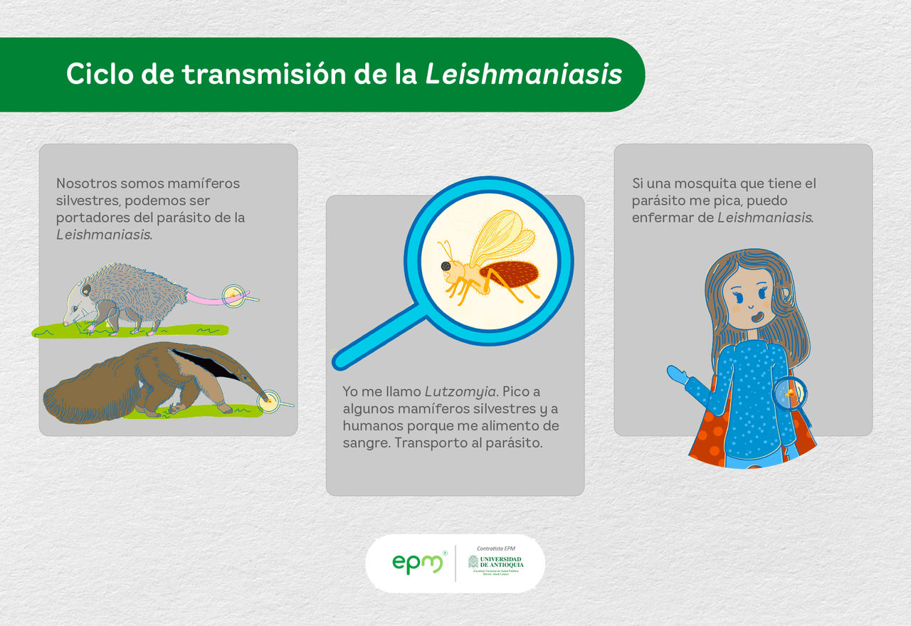 Ciclo de transmisión de la leishmaniasis