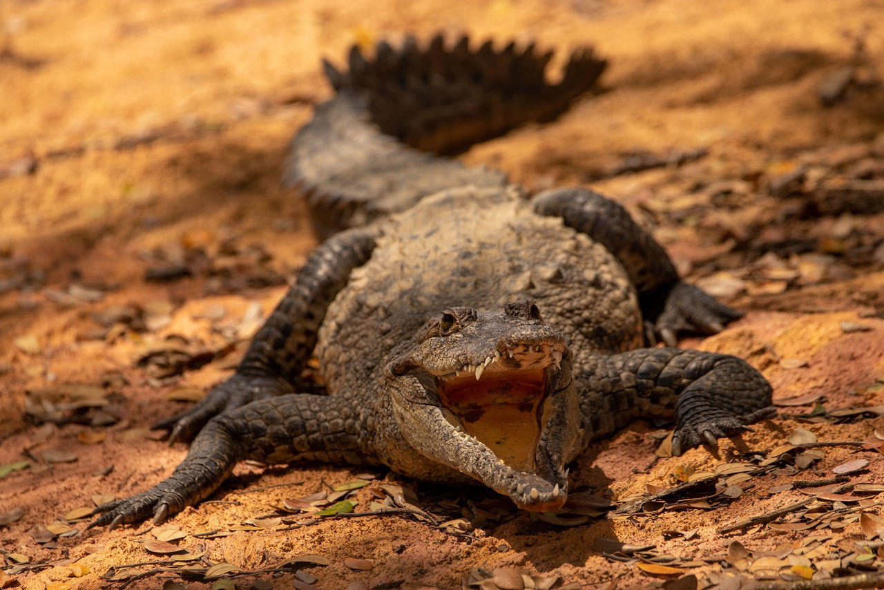 Cocodrilo del Nilo