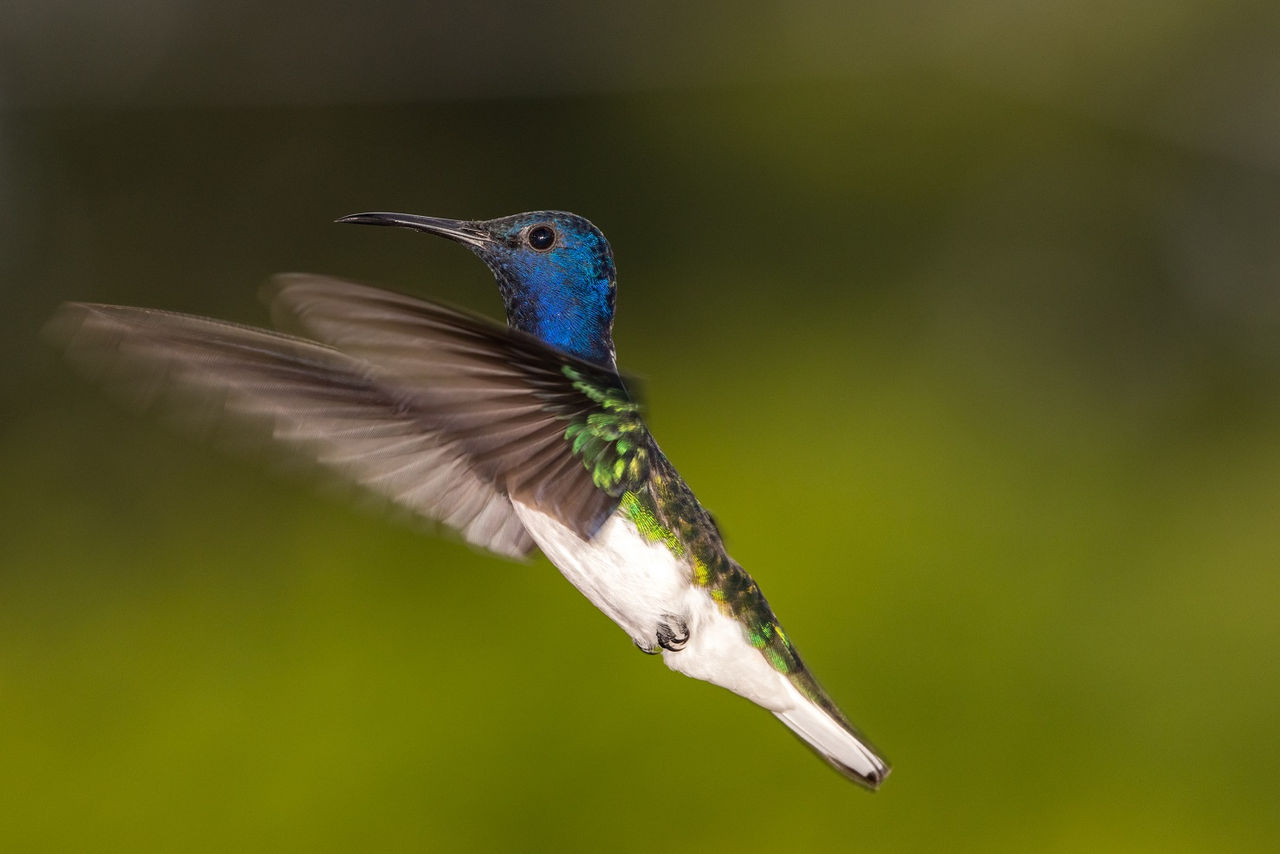 Colibrí collarejo