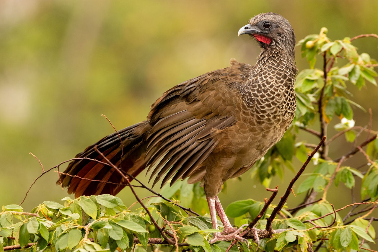 Guacharaca colombiana