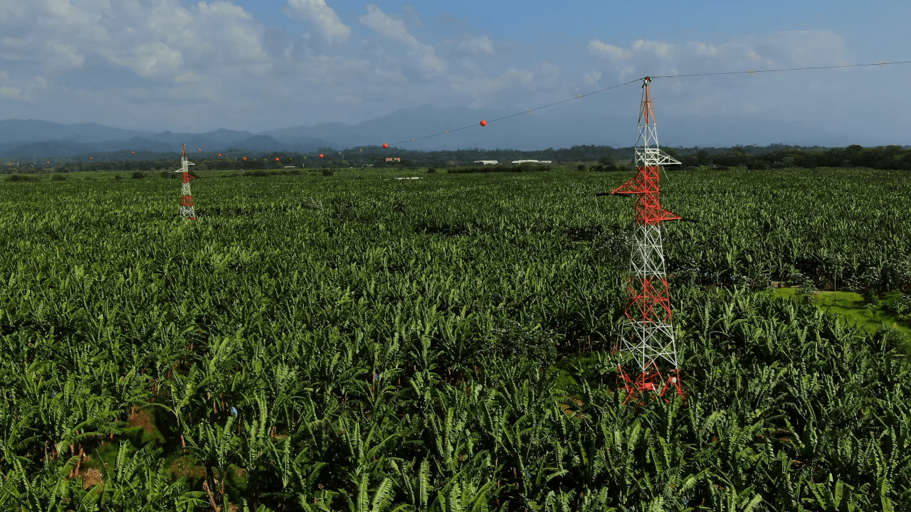 Vista aérea de un vasto campo de cultivo