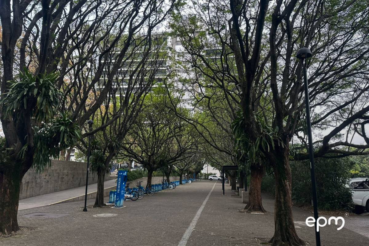 Arboles cerca del edificio EPM