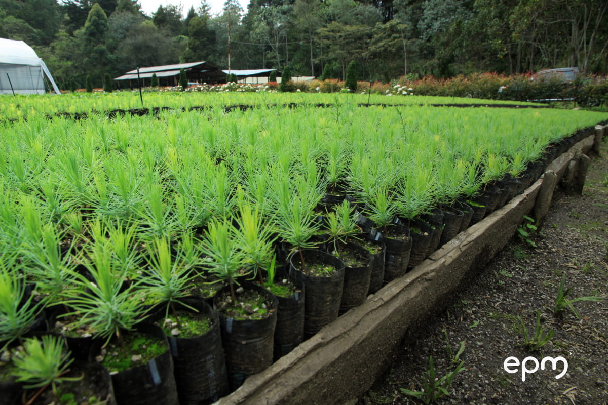 Vivero forestal de EPM con plántulas en crecimiento para la siembra y restauración ambiental.