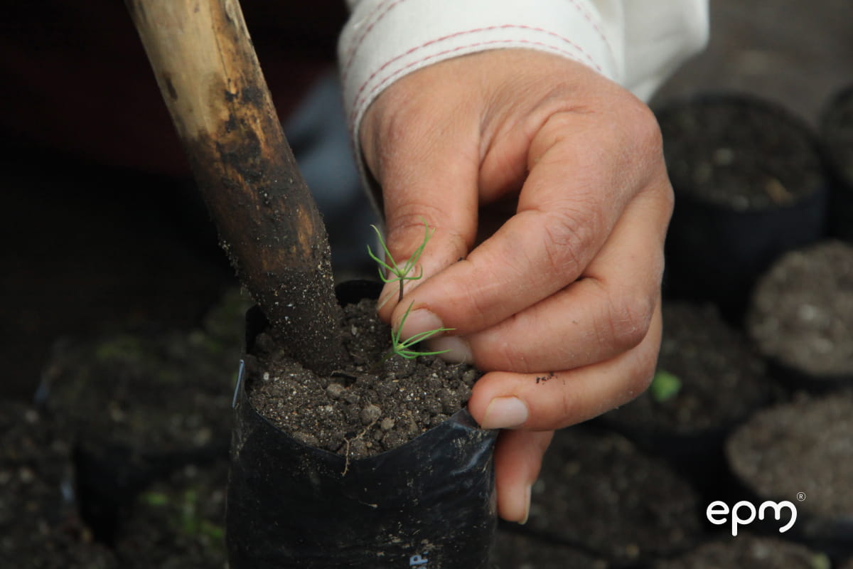 Siembra de plántulas en vivero de EPM como parte del Programa de Fomento Forestal.