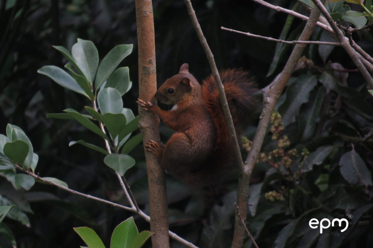 Ardilla en hábitat natural, reflejo de la biodiversidad protegida en áreas de influencia de EPM.