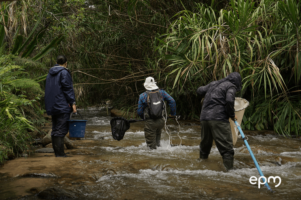 Fotografía de técnicos de EPM realizan monitoreo ambiental en un río rodeado de vegetación, equipados con mallas y baldes.
