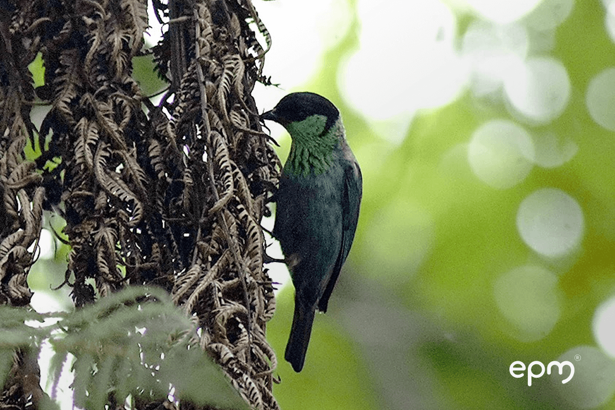 Fotografía de ave silvestre de plumaje verde y negro posada sobre ramas secas en un entorno natural.