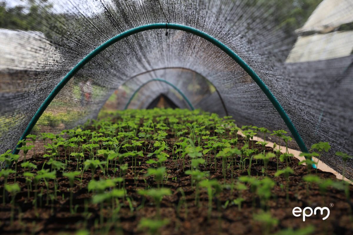 Fotografía de nuevo brote de plantas, cubierto con una malla 