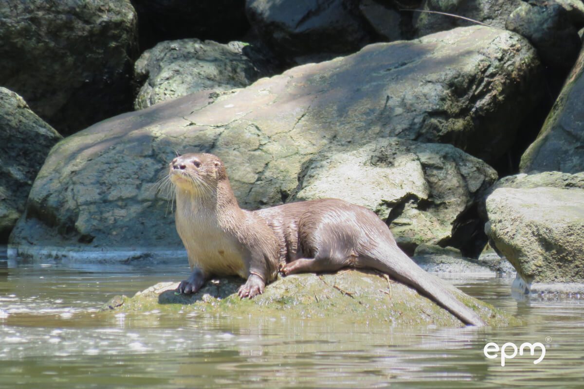 Fotografía de una nutria de río descansa sobre una roca en medio del agua, rodeada de grandes piedras. 