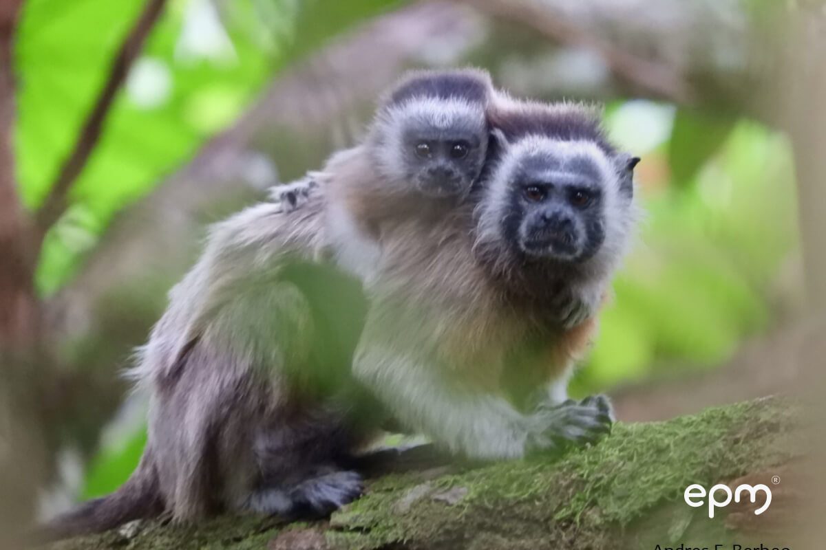 Fotografía de un mono tití cabeciblanco con su cría en la espalda se aferra a una rama en medio de la vegetación densa de la selva.