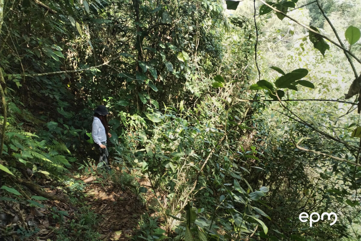  Técnica de EPM recorriendo la zona boscosa en Barbosa, evaluando las condiciones del terreno para la nueva captación de agua del acueducto.