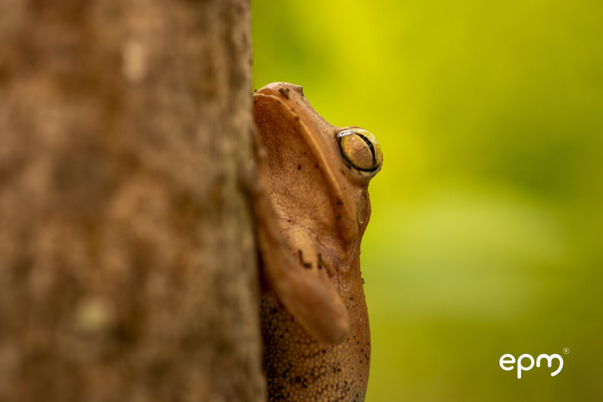 Datos abiertos sobre biodiversidad en Colombia