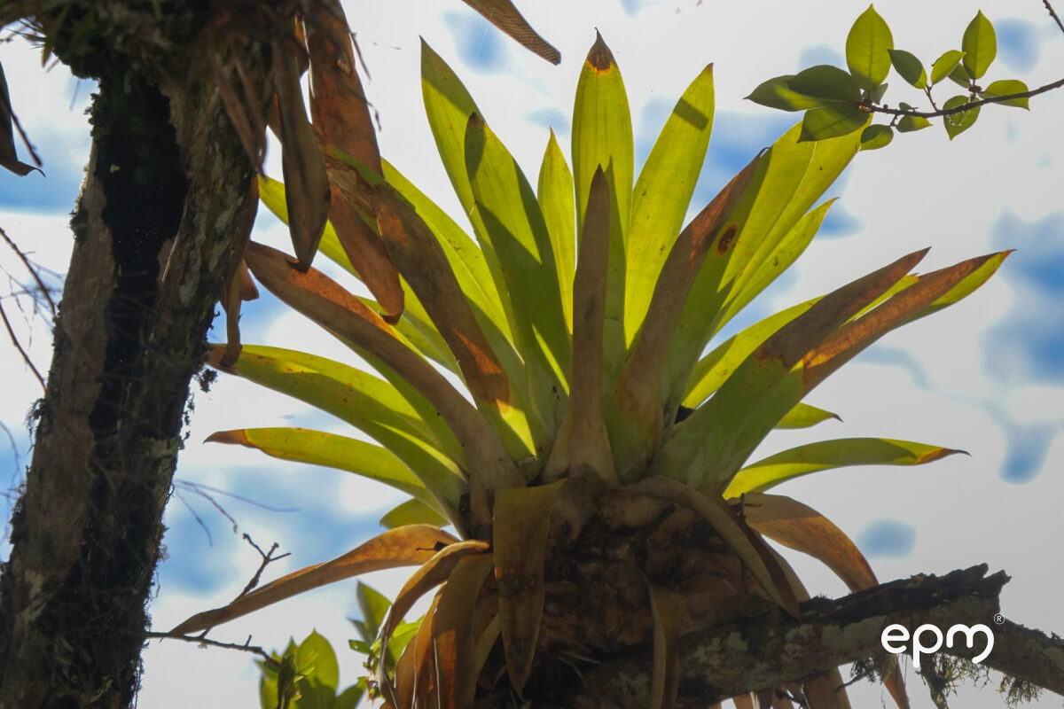Datos abiertos sobre biodiversidad en Colombia