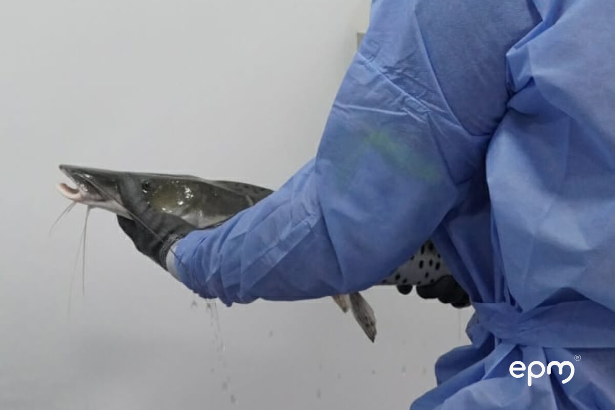 EPM y la Universidad de Córdoba trabajan para proteger peces, en la cuenca del río Cauca