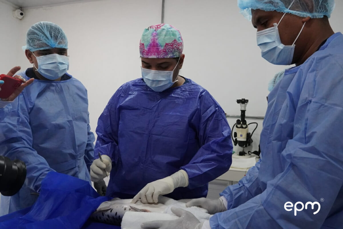 EPM y la Universidad de Córdoba trabajan para proteger peces, en la cuenca del río Cauca