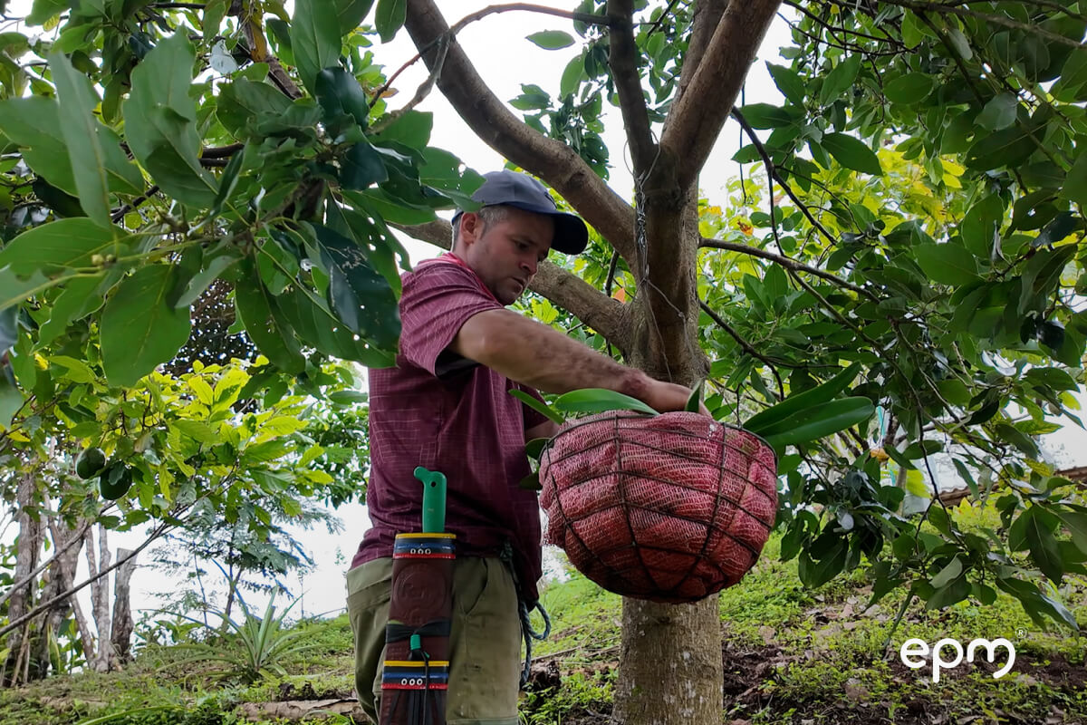 Hombre de gorra cuidando árboles mientras al fondo se observa naturaleza