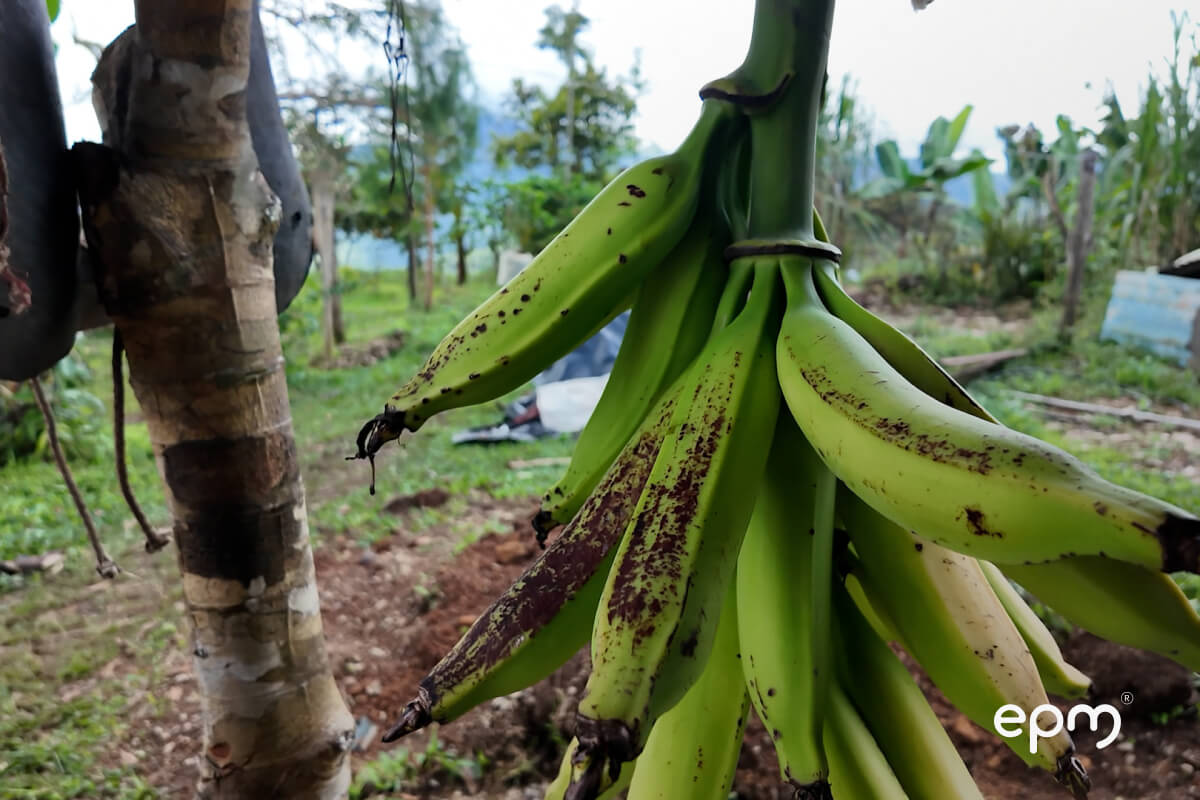 Fotografía de plátanos verdes. Al fondo se observan cultivos